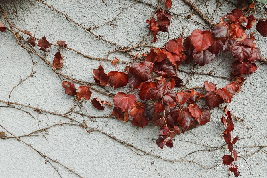 Plants texture
