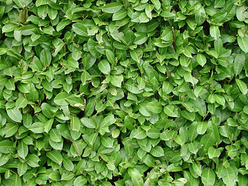 Plants texture (ID:ffaag98981)