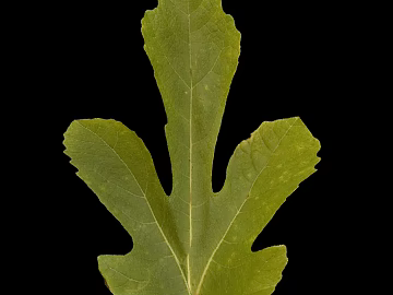 leaves texture (ID:ffabg23137)