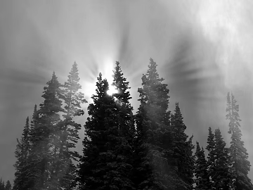 Black and white snow mountain pine forest outdoor scenery texture (ID:ffaeh223846)