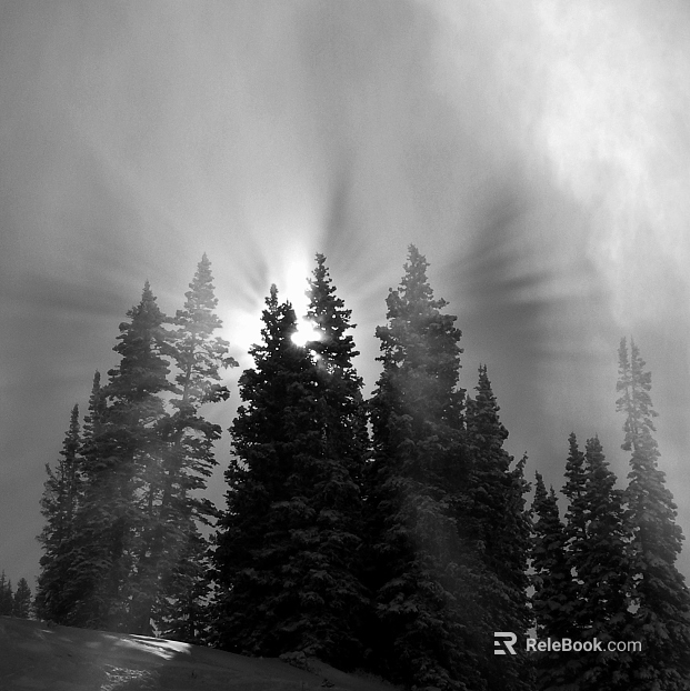 Black and white snow mountain pine forest outdoor scenery texture