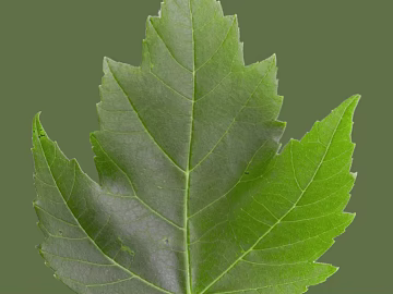 leaves texture (ID:ffajg69673)