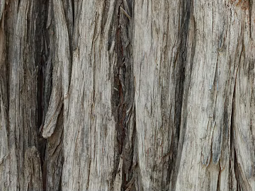 bark texture (ID:ffagg88655)