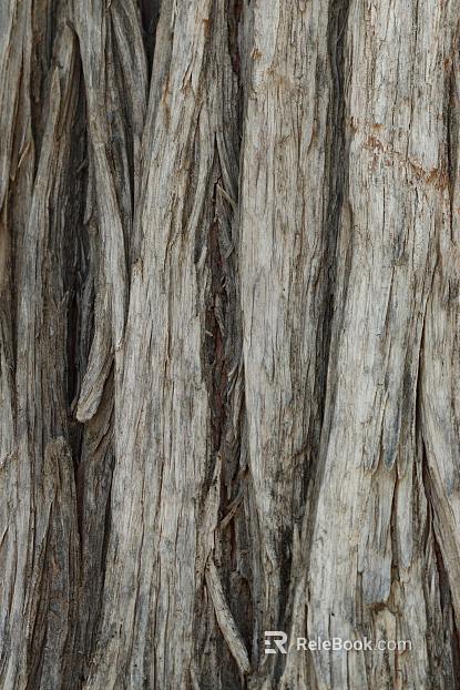 bark texture