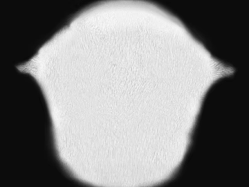 White animal fur decorative fabric texture (ID:ffaeh761526)