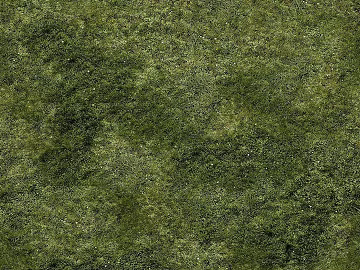 Grassland texture (ID:ffaag61398)