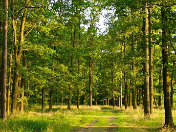 Extension Trail Towering Trees Sunny Leaves Green Main Tone Senling Outdoor hdr texture (ID:ffach597263)