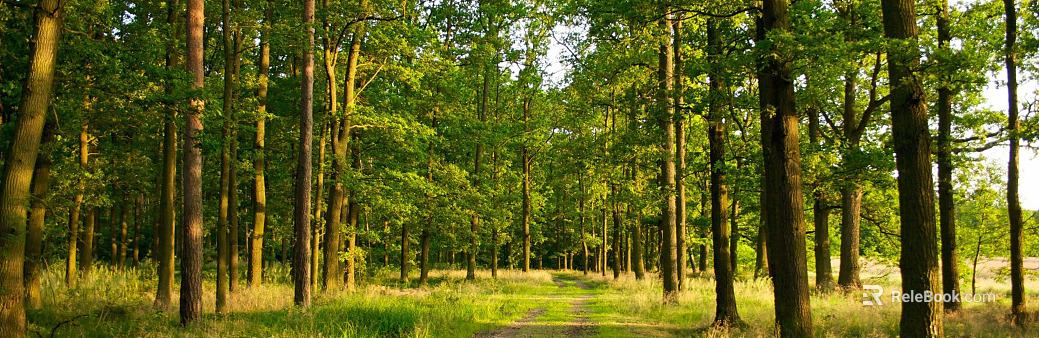 Extension Trail Towering Trees Sunny Leaves Green Main Tone Senling Outdoor hdr texture