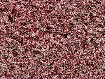 Plants texture (ID:ffaag28228)