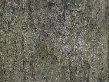 bark texture (ID:ffach364554)