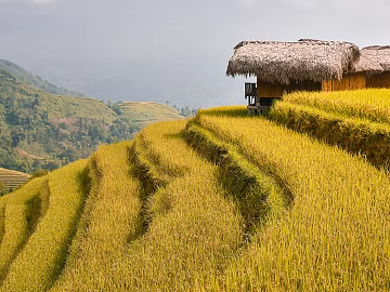Modern Natural Landscape Farmland Terrace Exterior texture (ID:ffach686980)