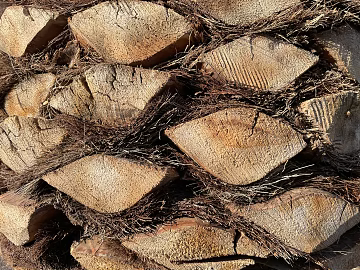 Wood texture (ID:ffabg73997)