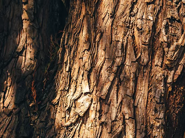 bark texture (ID:ffagg87350)