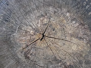 annual rings texture (ID:ffaag50374)