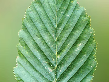 leaves texture (ID:ffacg69005)