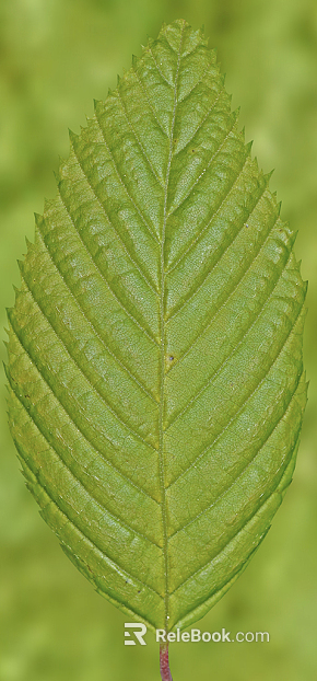 green leaf texture