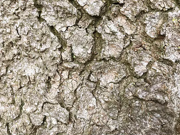 bark texture (ID:ffabg09129)