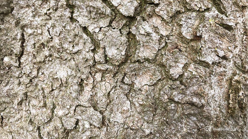 bark texture