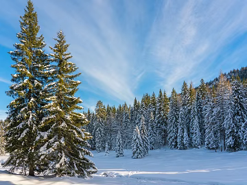 Nature Forest Snow texture (ID:ffajh552633)