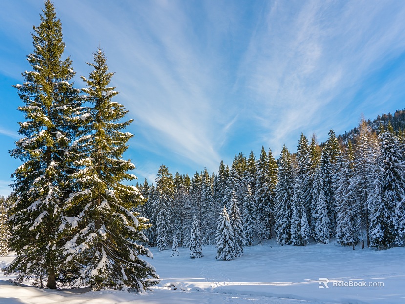 Nature Forest Snow texture