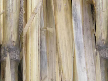 Bamboo texture (ID:ffaag86949)