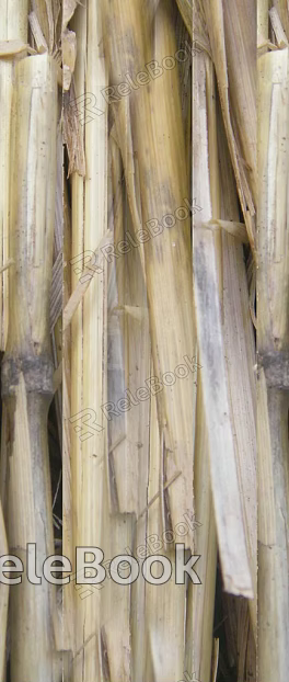Bamboo texture
