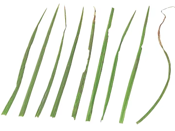Leaf PBR texture (ID:ffach760681)