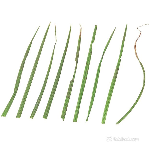 Leaf PBR texture