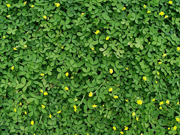 Plants texture (ID:ffaag23724)