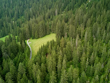 ecological forest background texture (ID:ffach356035)