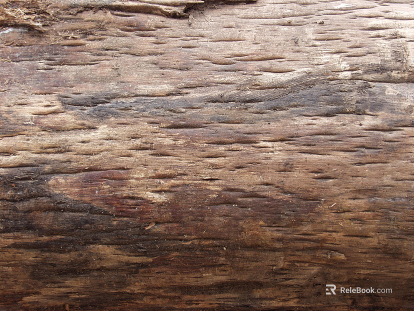 bark texture