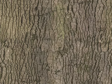 bark texture (ID:ffaag56791)