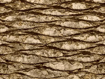 bark texture (ID:ffaag40522)