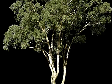 Green Arbor Landscape texture (ID:ffaeh304466)