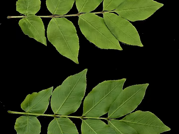 leaves texture (ID:ffajg02778)