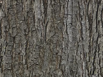 bark texture (ID:ffach800890)