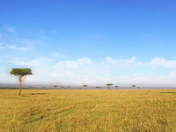 Wild Scenery texture (ID:ffaeg98409)