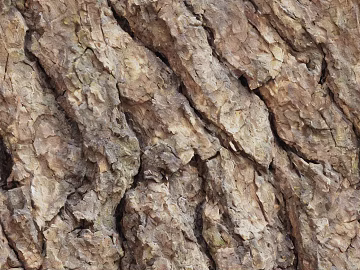 Taupe bark texture natural decoration (ID:ffaeh998346)