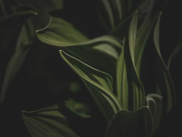 leaves texture (ID:ffagg70195)