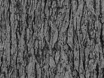 ancient tree bark texture (ID:ffacg57005)