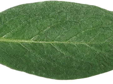 leaves texture (ID:ffajg44729)