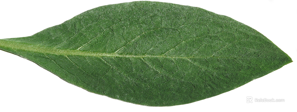leaves texture