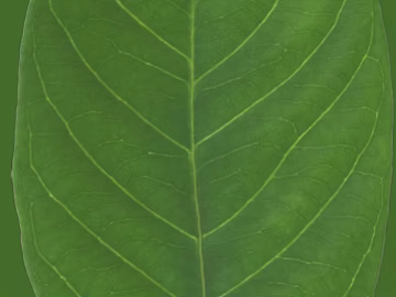 leaves texture (ID:ffagf1729)