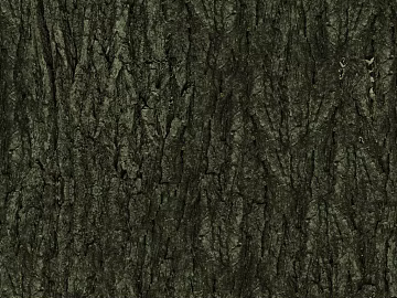 bark texture (ID:ffaaf6599)