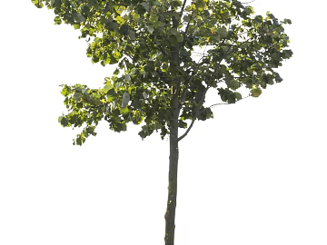 Trees Autumn Trees Big Trees Small Trees Commercial Trees Roadside Trees Community Greening texture (ID:ffach646143)