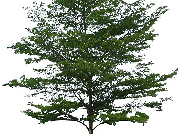 Plants 3d model