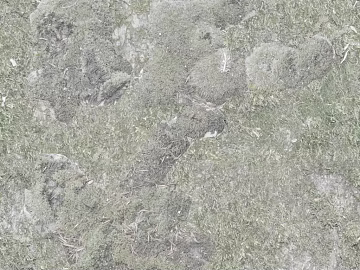 moss texture (ID:ffajg29382)