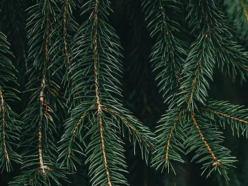 leaves texture (ID:ffabg49132)
