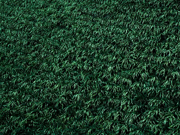 Grassland texture (ID:ffaeg12683)