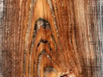 old wood texture (ID:ffach244166)
